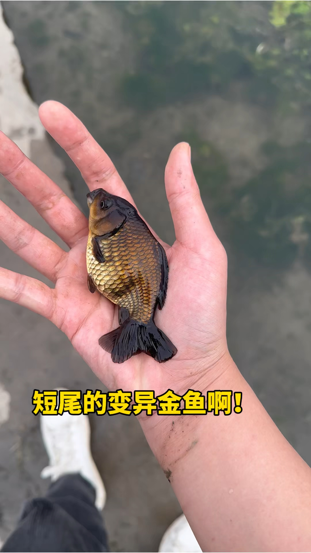 短尾变异的金鱼啊