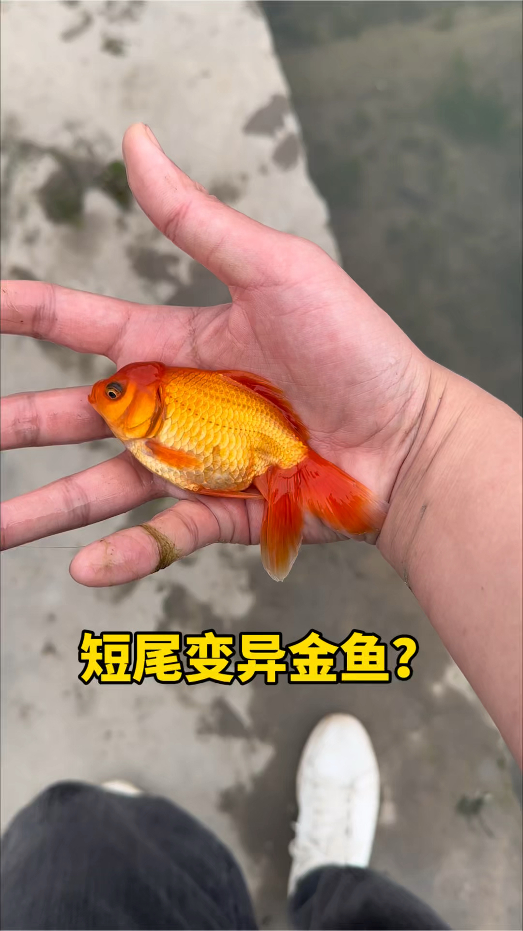 短尾变异金鱼啊!