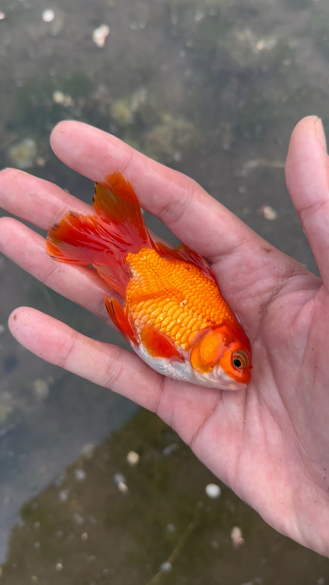 这是一条什么样的鱼儿啊