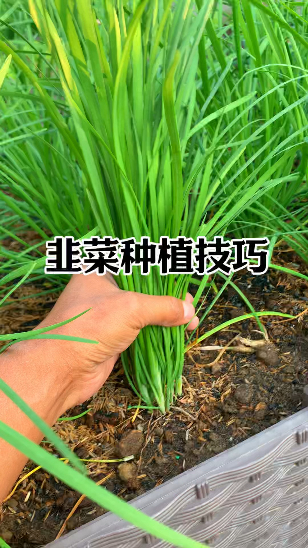 你种的韭菜长不好可能是你的方法不对#韭菜种植韭菜