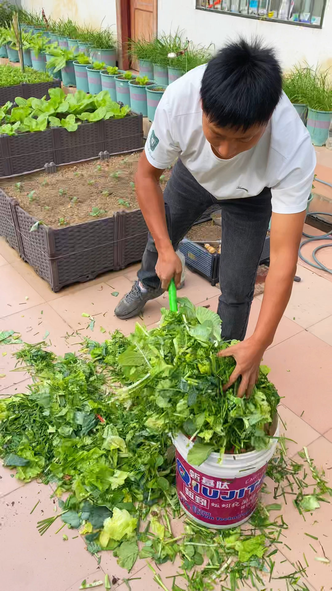 不要的烂菜叶厨余垃圾都能简单的制作有机肥