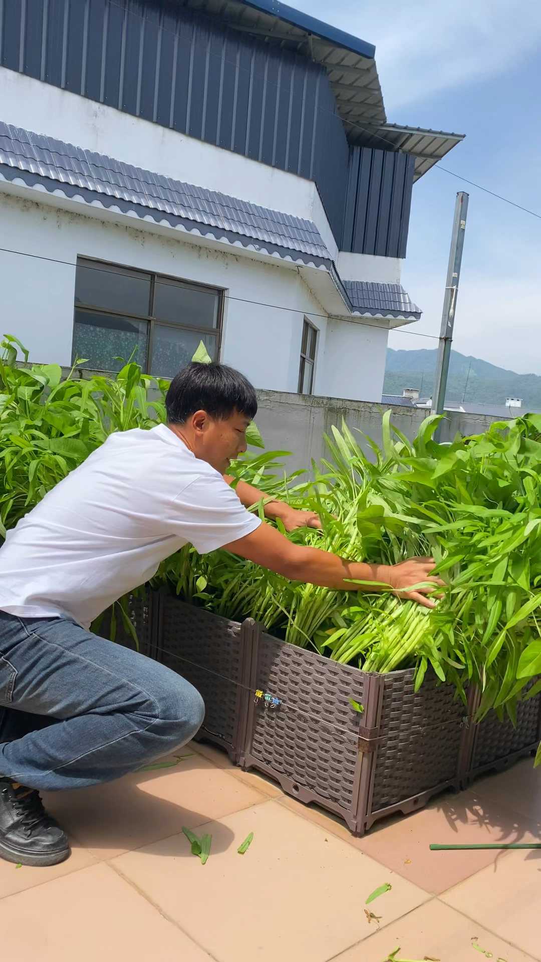 不种菜的人，很难理解种菜人的感受，您是爱种菜的人吗？