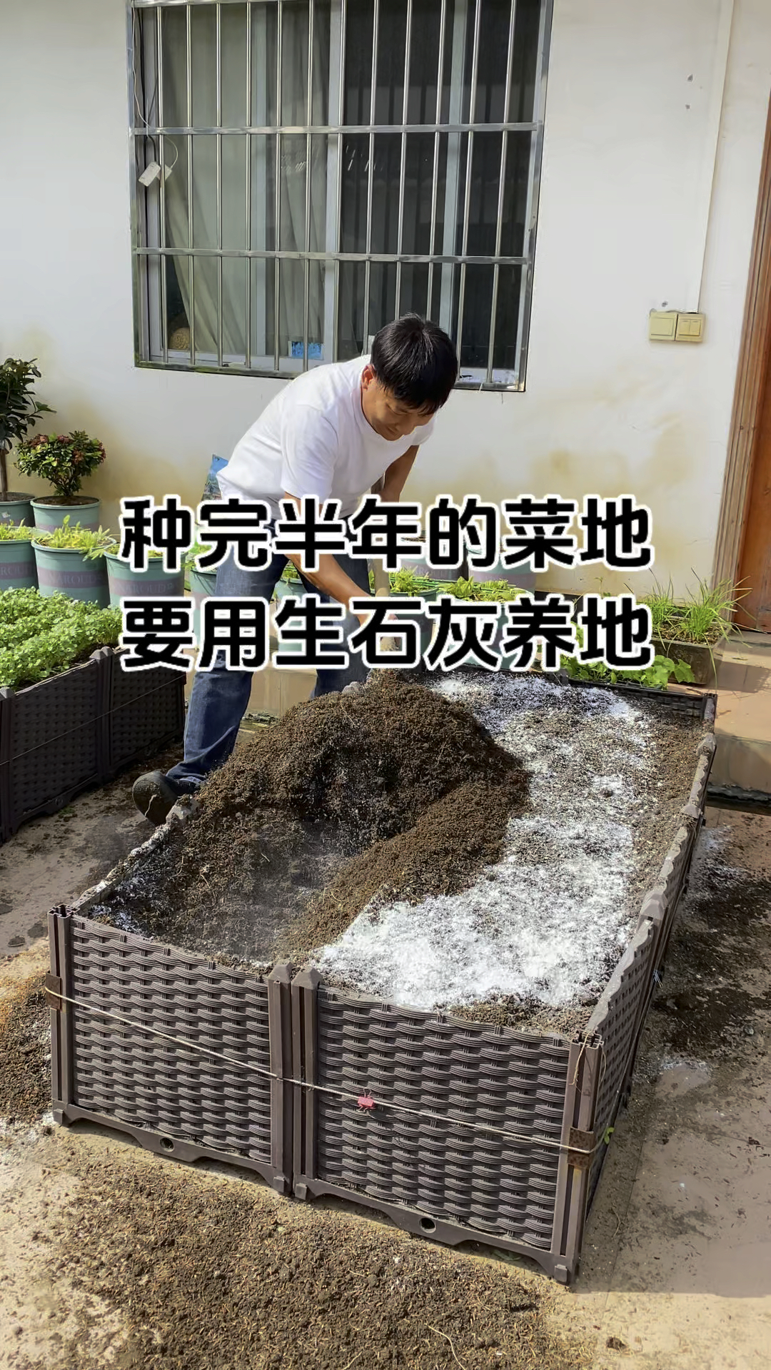 种过半年的菜地撒生石灰养地,效果很好哦。#种植小技巧