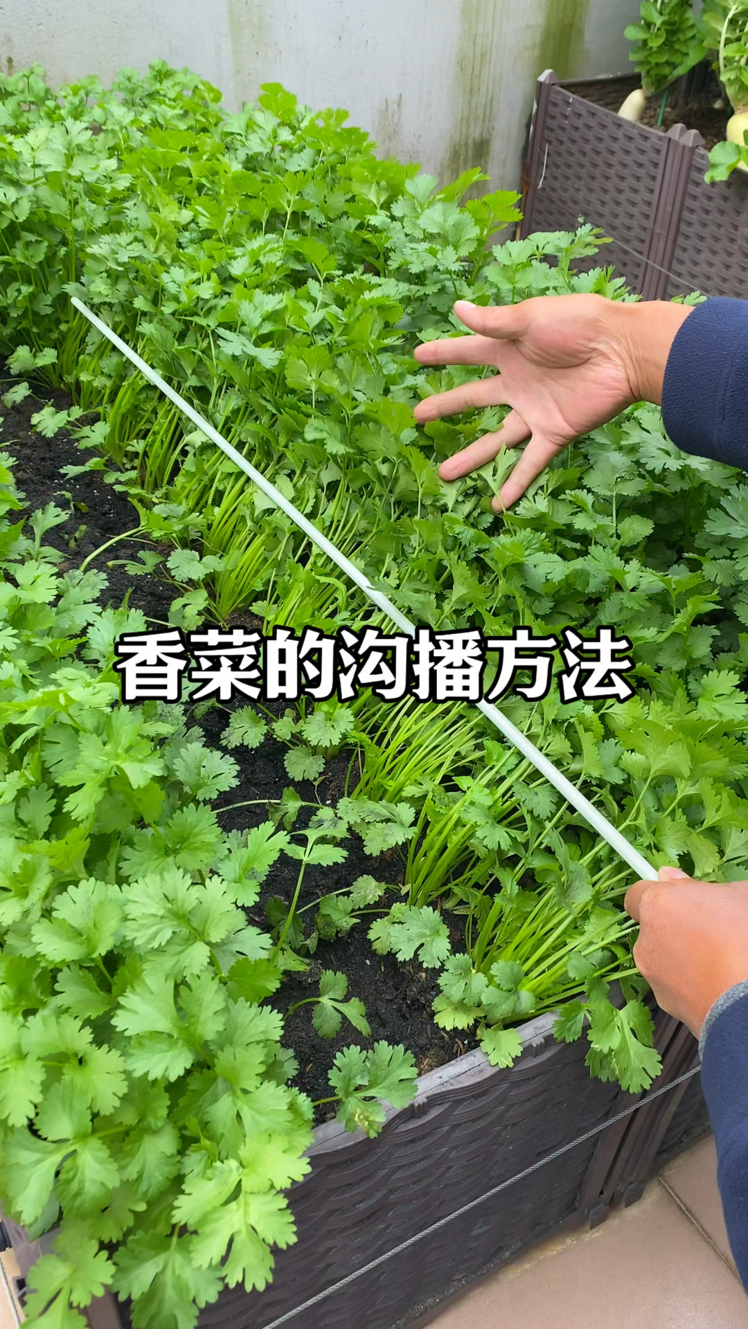 香菜怎么种出苗快,出苗齐,香菜发芽快出苗齐的方法#种植小技巧