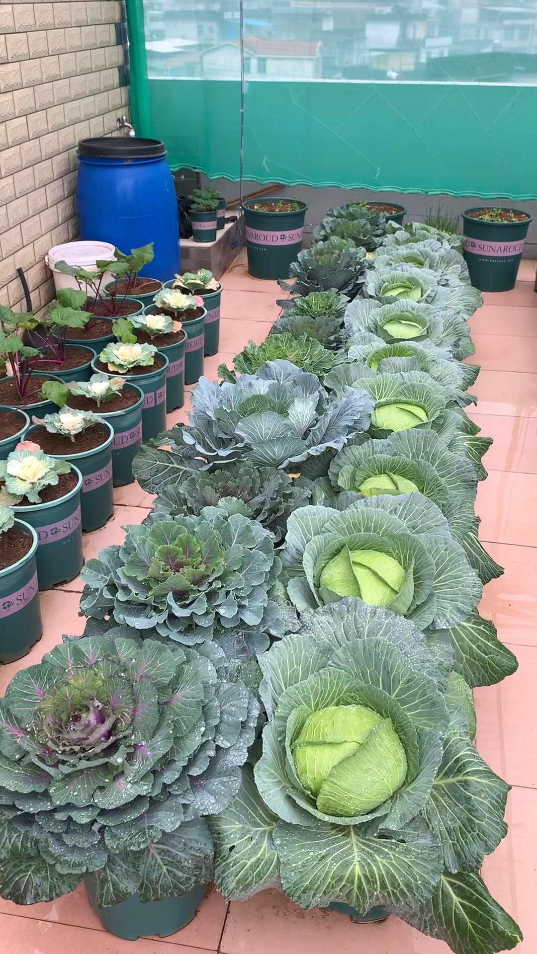 这是菜地吗?不,这是种菜人的乐园#田园生活乐趣多#蔬菜种植