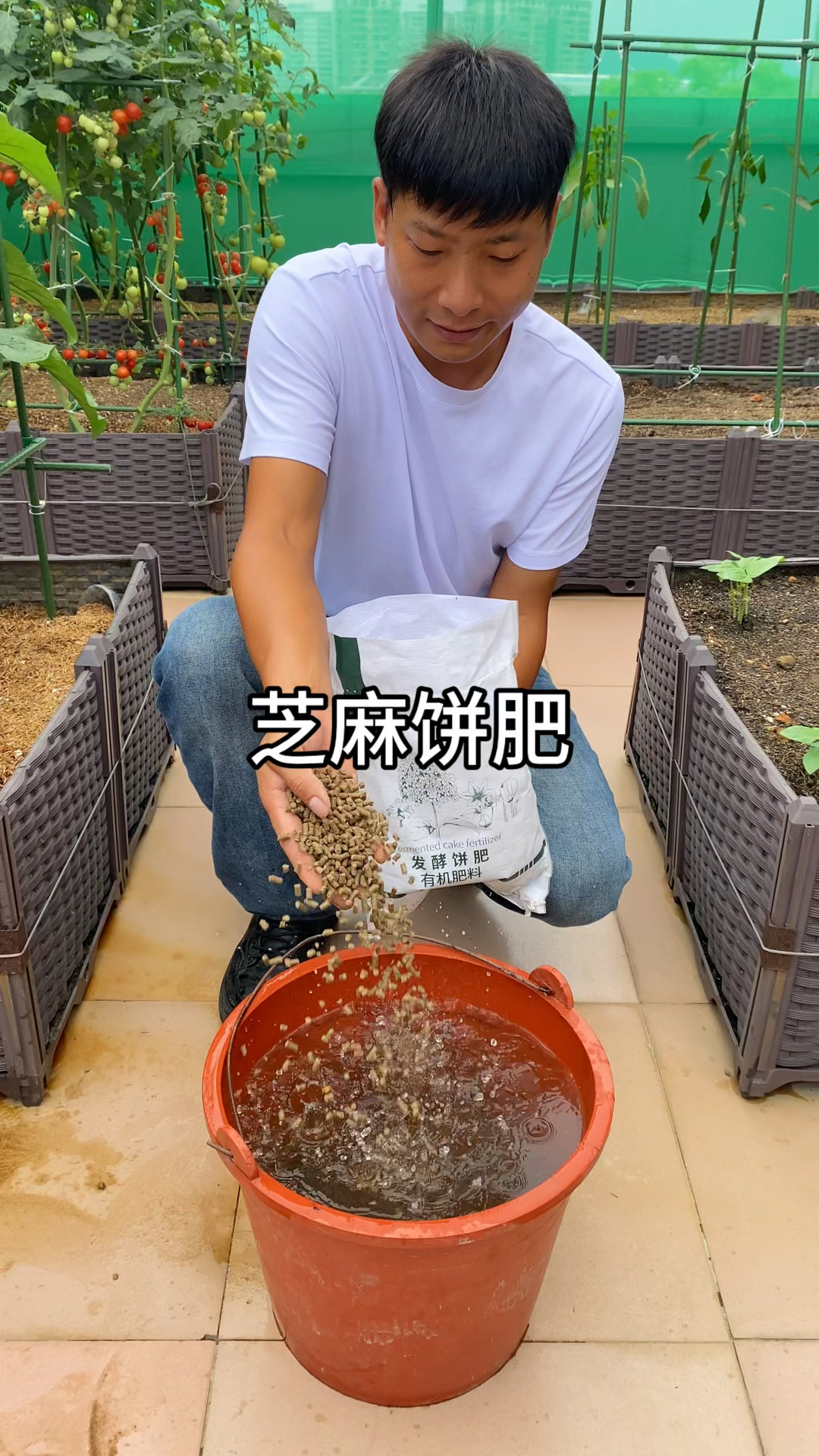 芝麻饼肥浇灌的蔬菜口感清甜好吃#芝麻饼肥 #种植小技巧