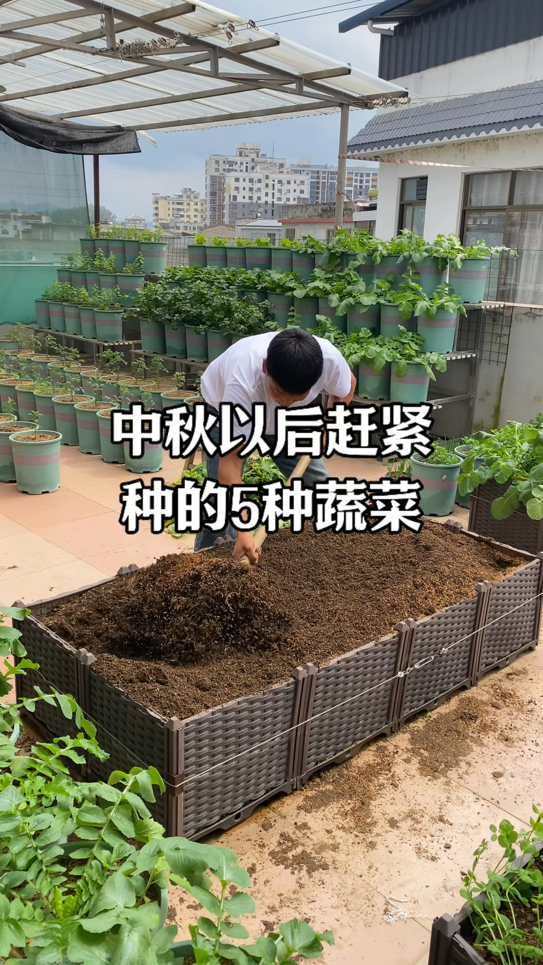 中秋过后这5种菜现在种刚刚好,太早太晚都不合适