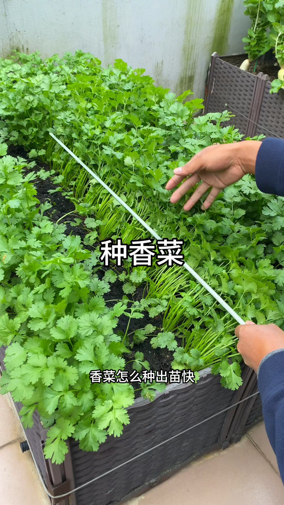 香菜怎么种出苗快，出苗齐，香菜发芽快出苗齐的方法