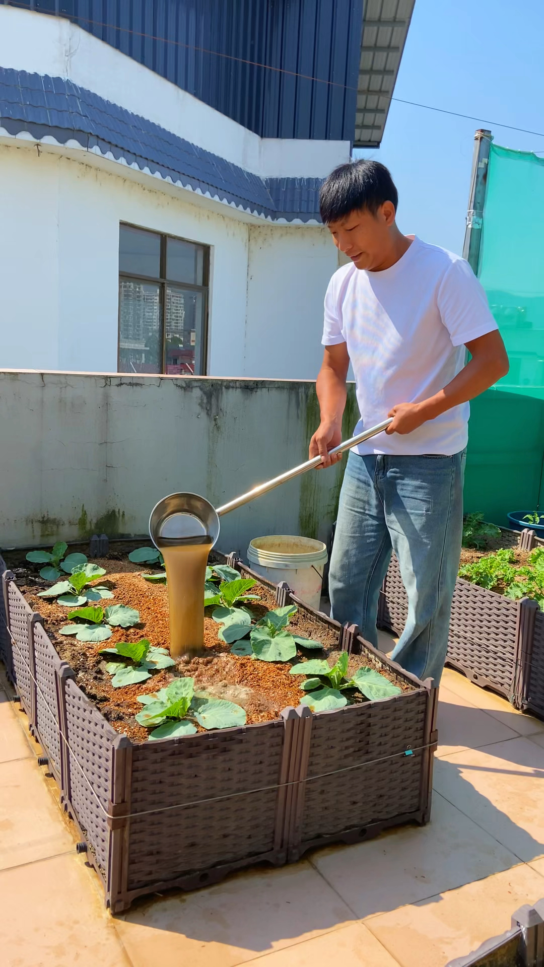 这样的烂菜叶厨余垃圾丢掉怪可惜的,我们可以制作成有机肥