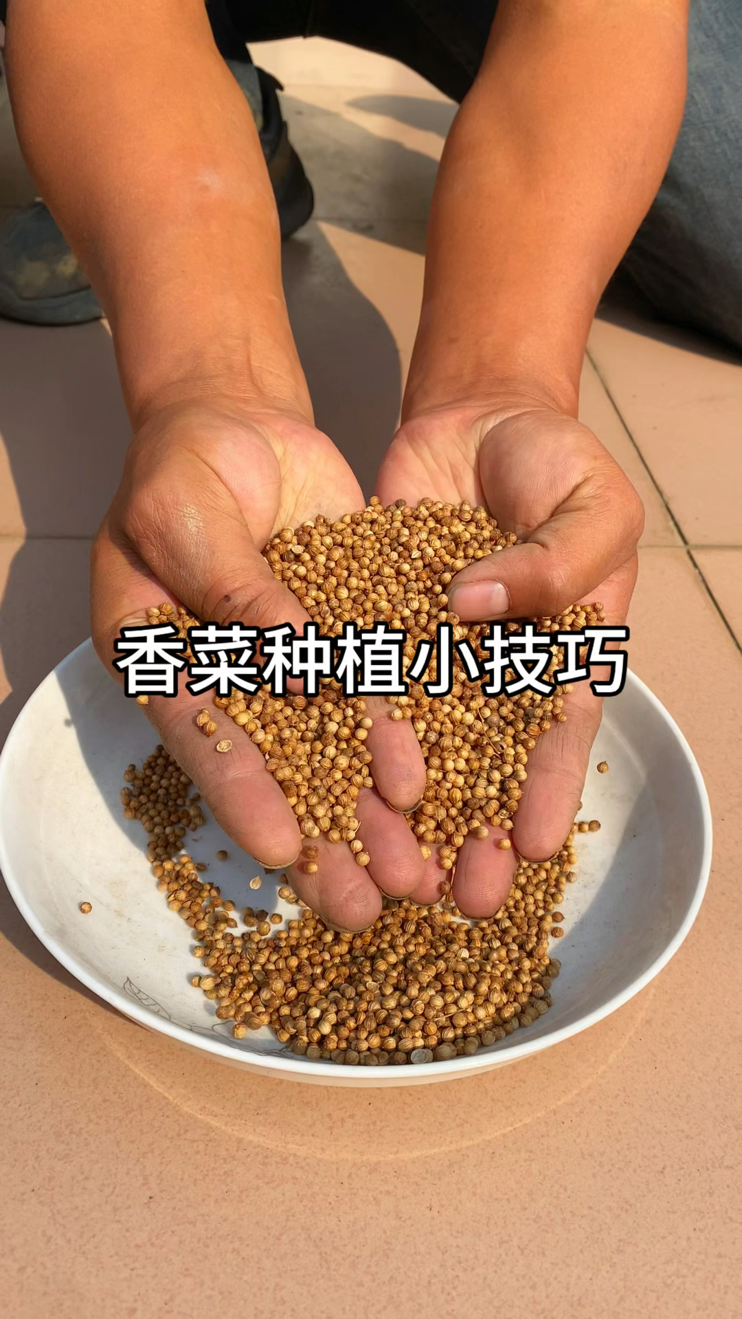 香菜怎么种出苗快，香菜的种植小技巧#香菜 #种植小技巧