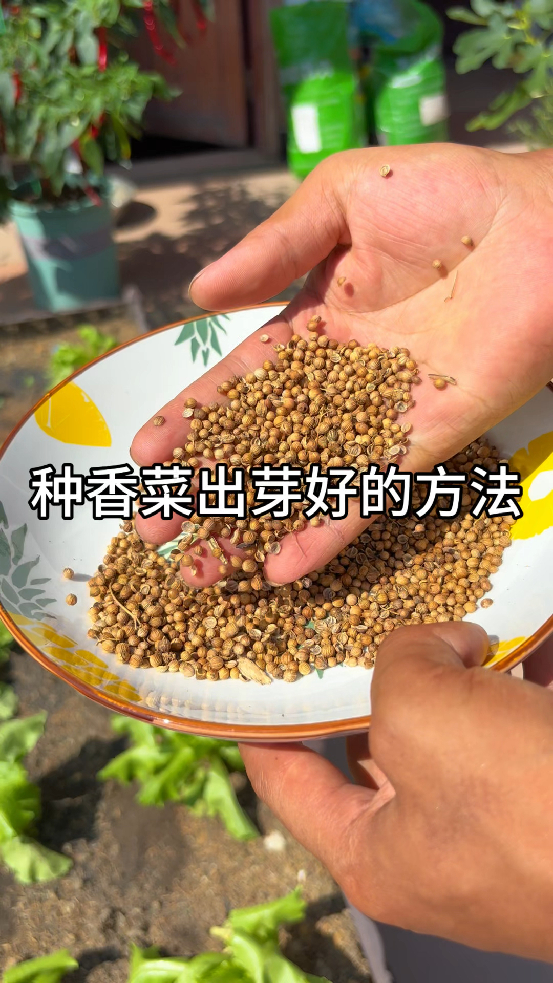 这款香菜好种植发芽快，既能耐严寒高温天气也能很好的生长