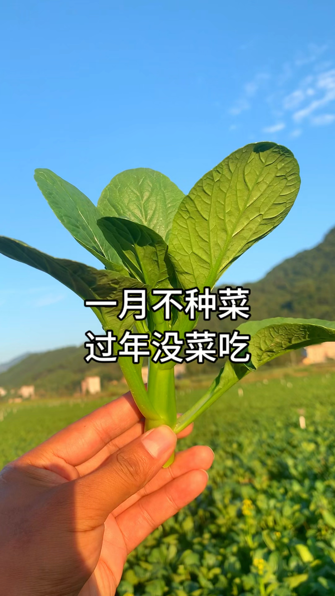 1月份蔬菜种植表#您都 记住了吗#今日三农爆款