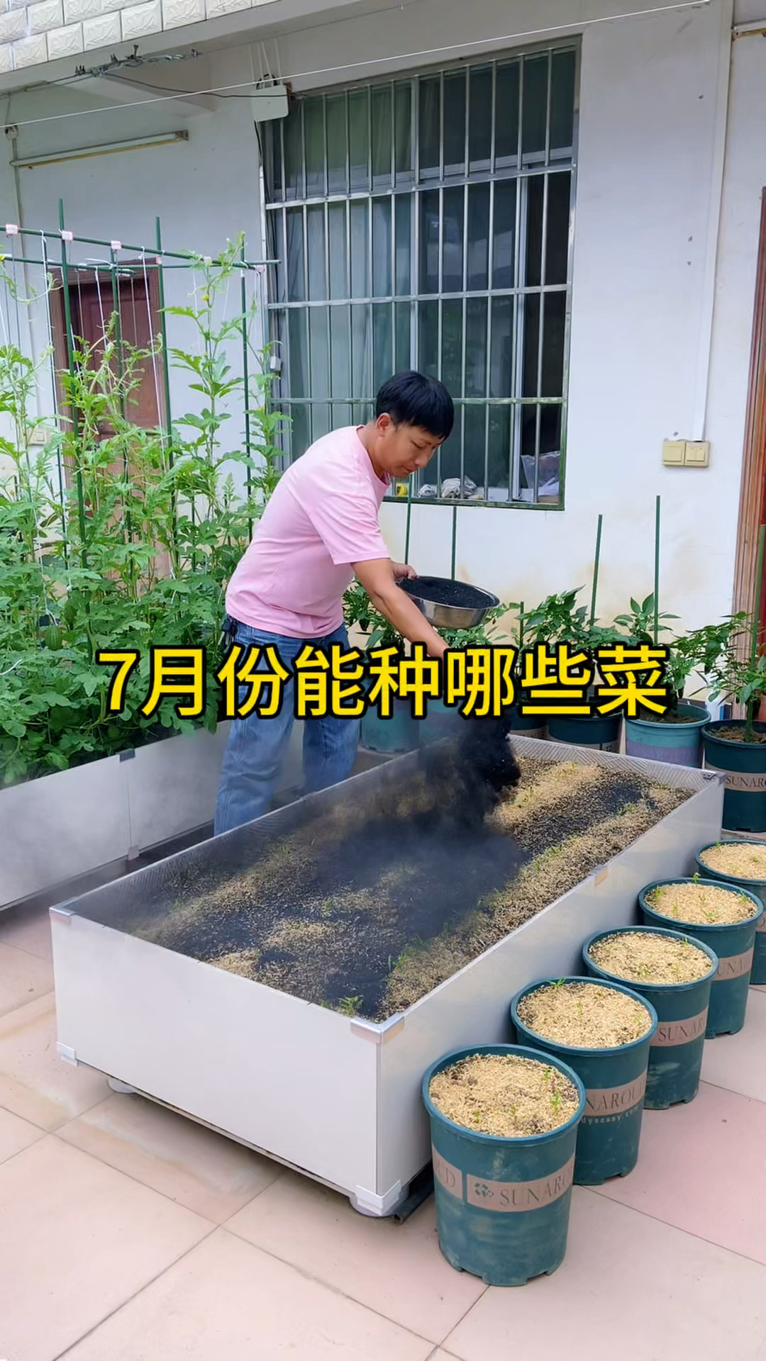 7月份可以种什么菜，#蔬菜种植 #种植小技巧