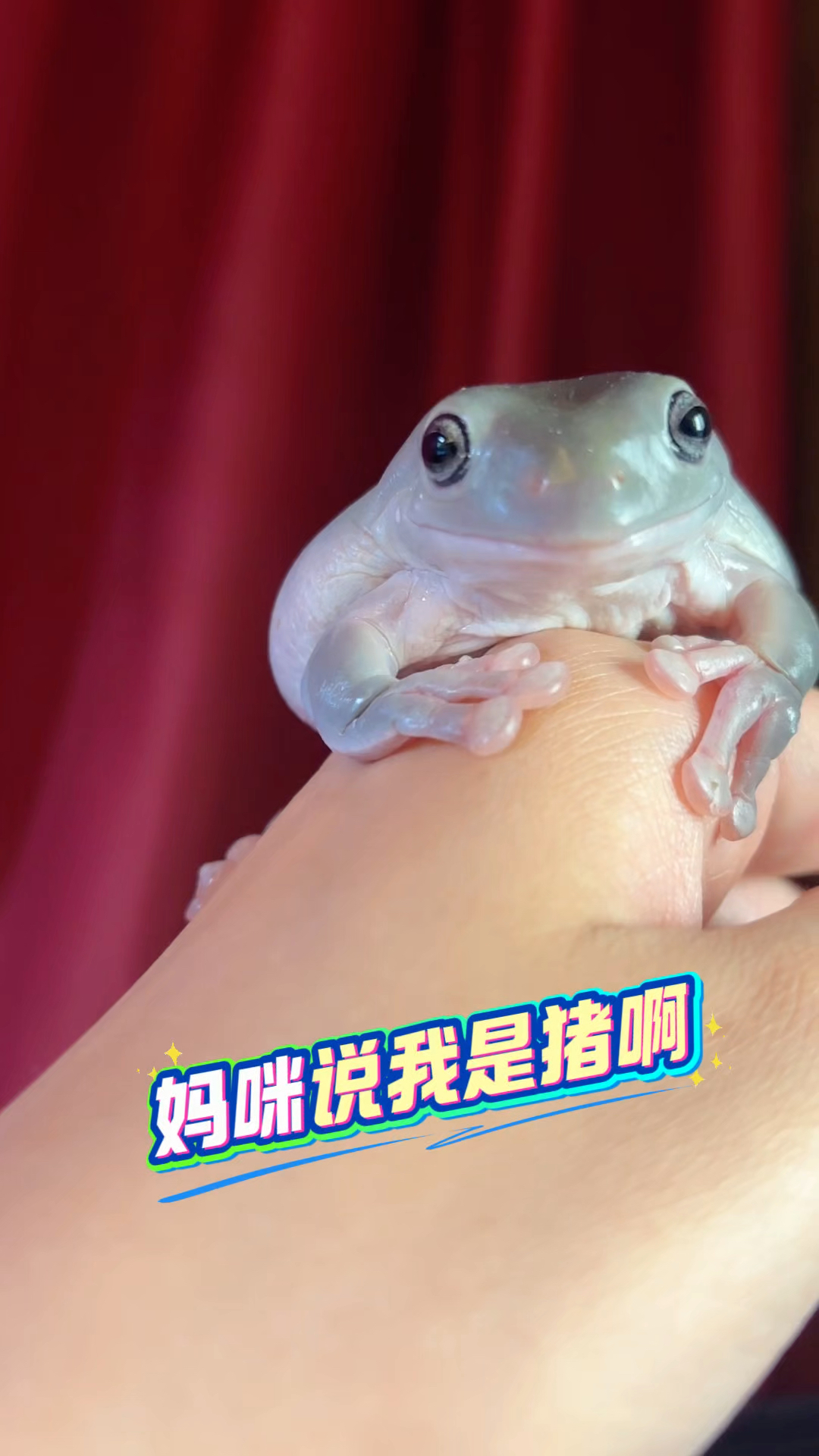 妈咪说我是猪!我是妈咪养的可爱猪!