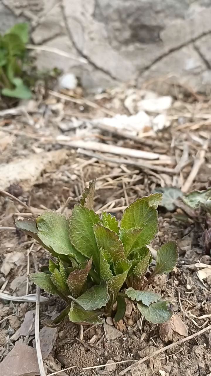 山野菜陆续都出来了