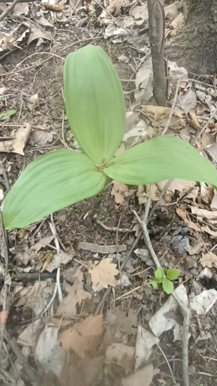 藜芦和玉竹很像,有毒。