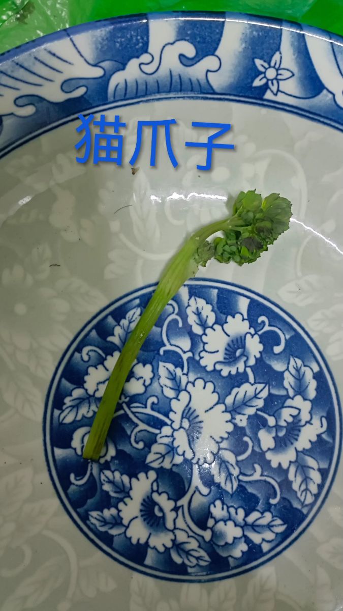 认识各种东北山野菜