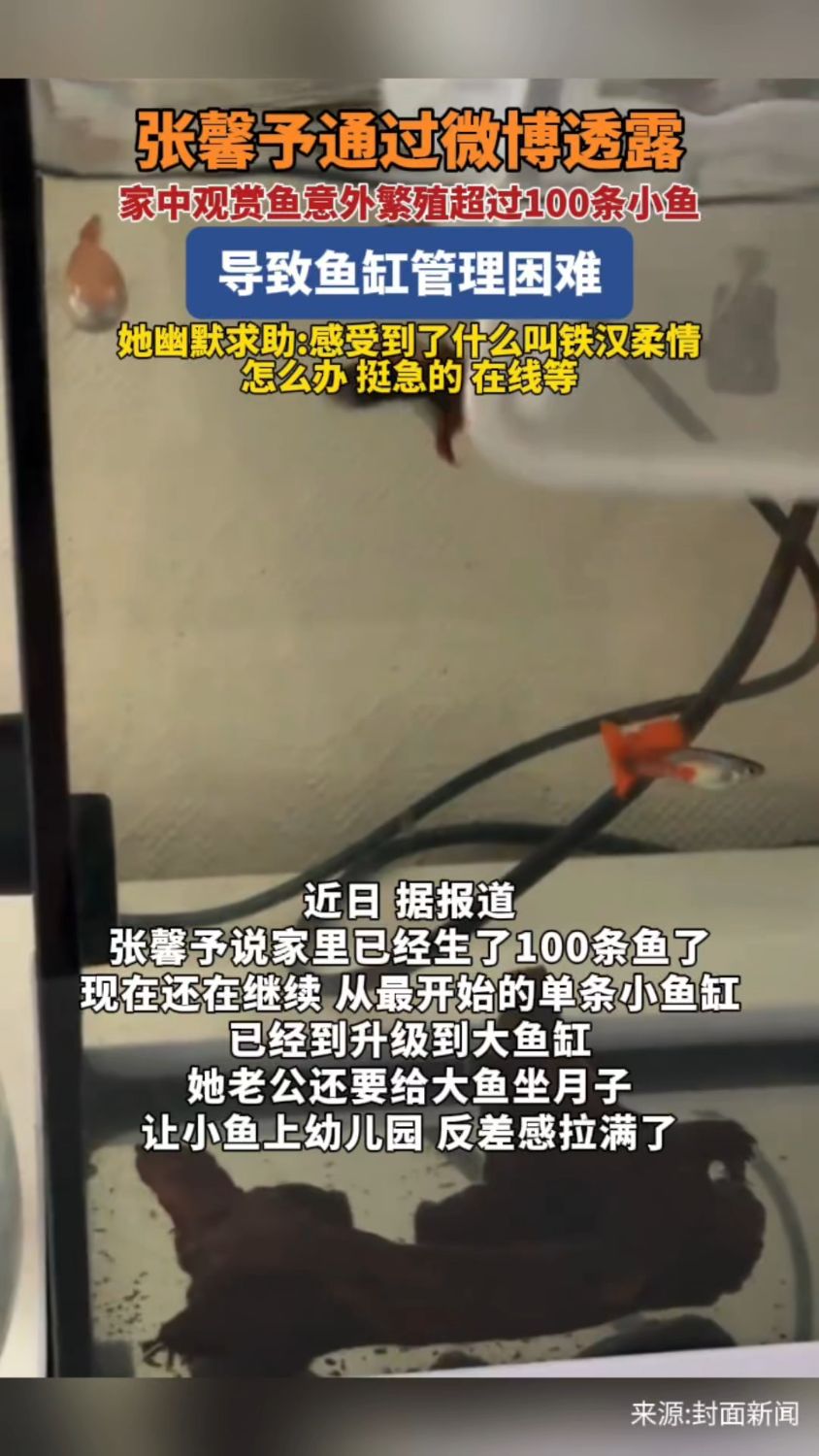 张馨予家里已经生了100多条小鱼了