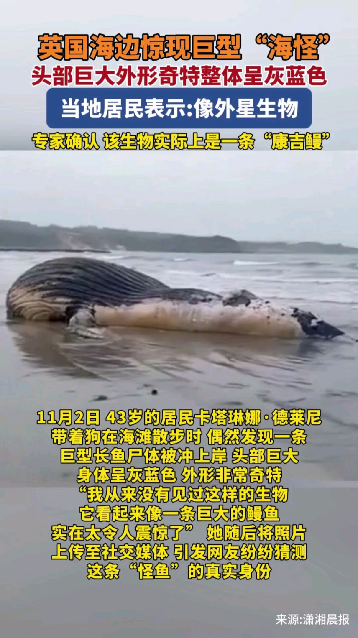 英国海边惊现巨型“海怪” 头部巨大外形奇特整体呈灰蓝色