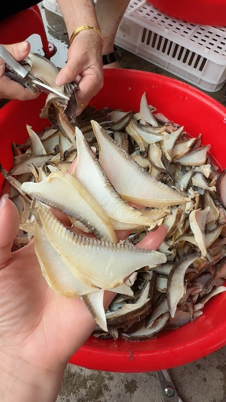 彭鱼鳃天然“退烧药”对支管炎扁喉炎很好膨鱼鳃是海产魔鬼鱼的鳃