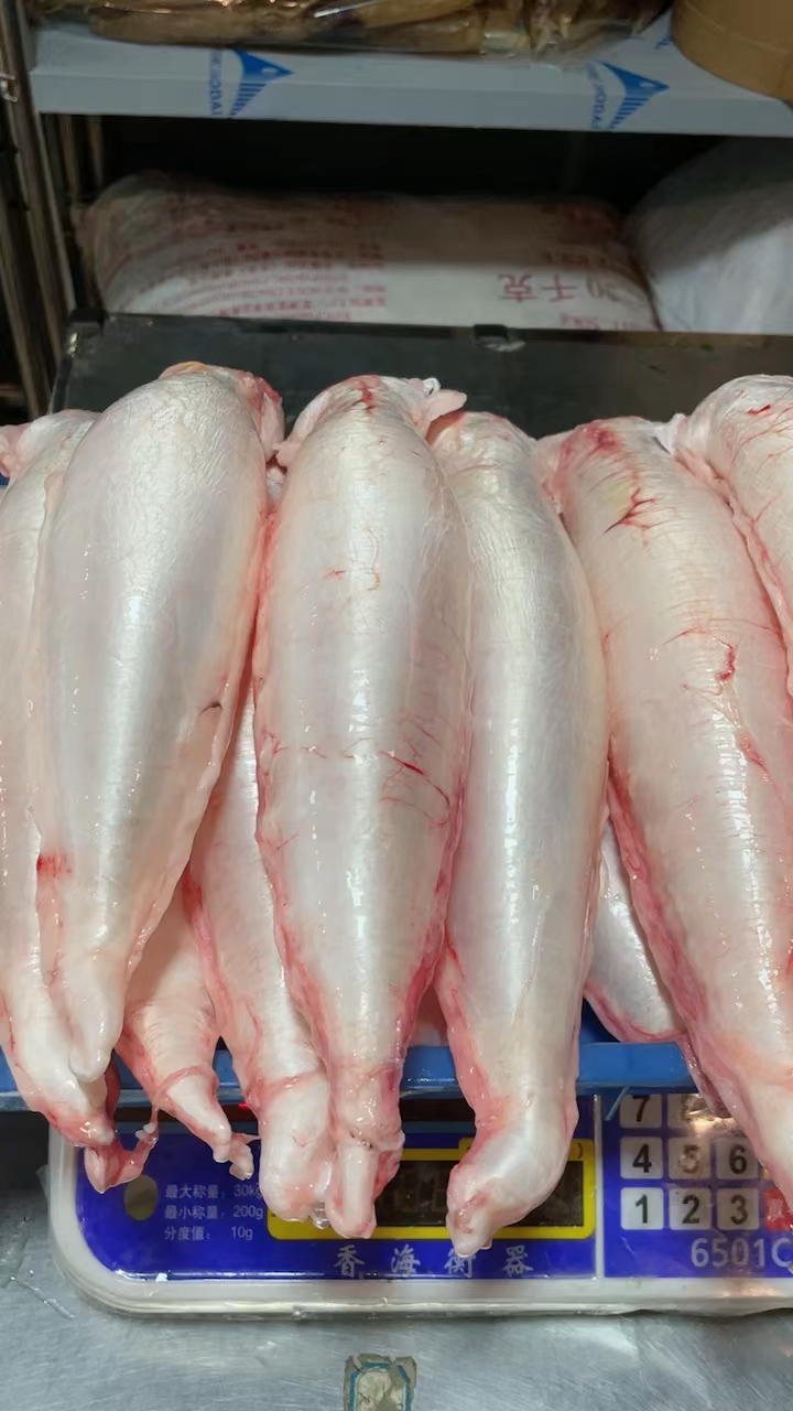 新鲜本港赤嘴胶3.4头