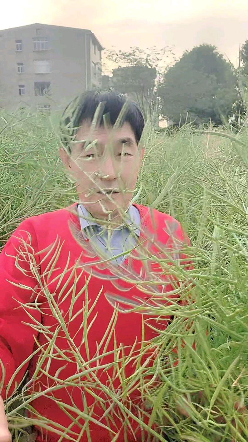 油菜籽长到几成熟收割更好,老李师傅的经验一众不同