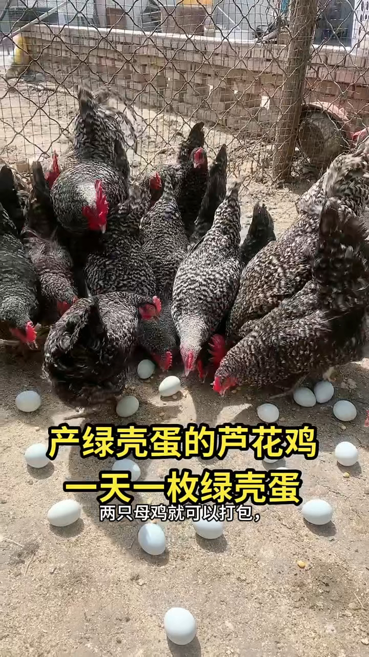 芦花鸡苗五黑鸡苗