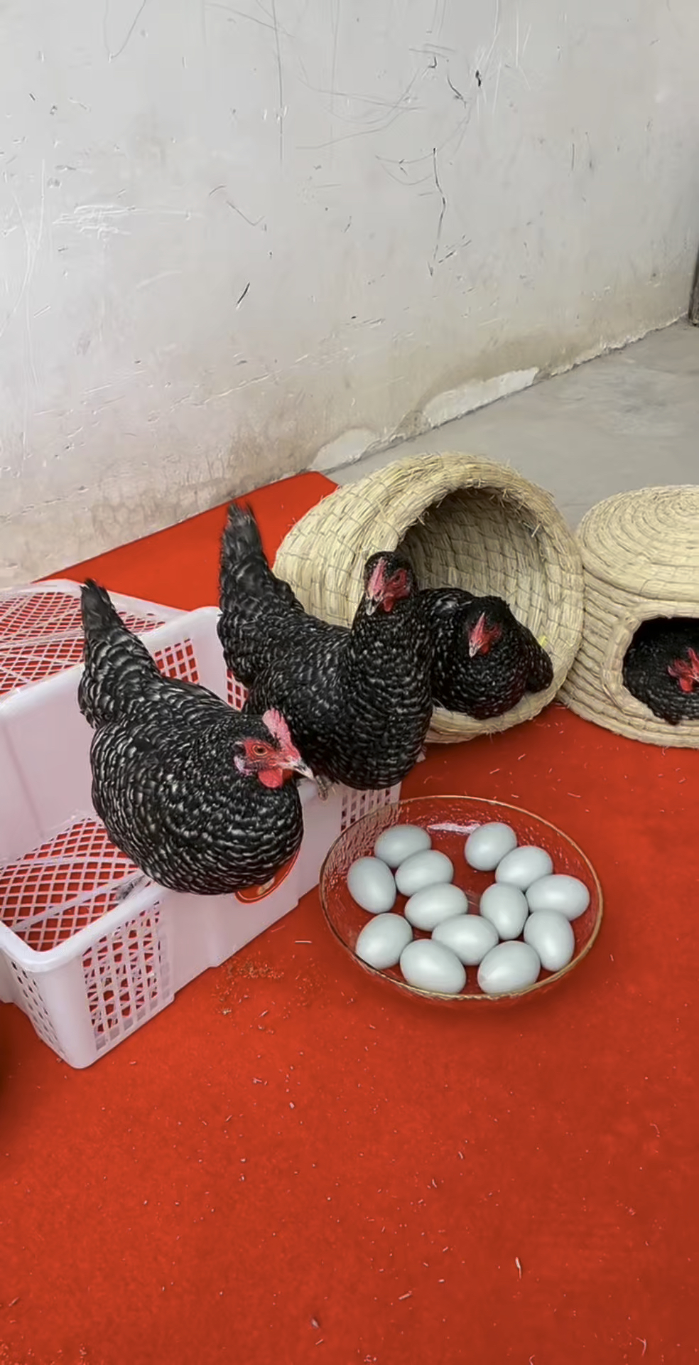 芦花鸡五黑鸡 鸡苗