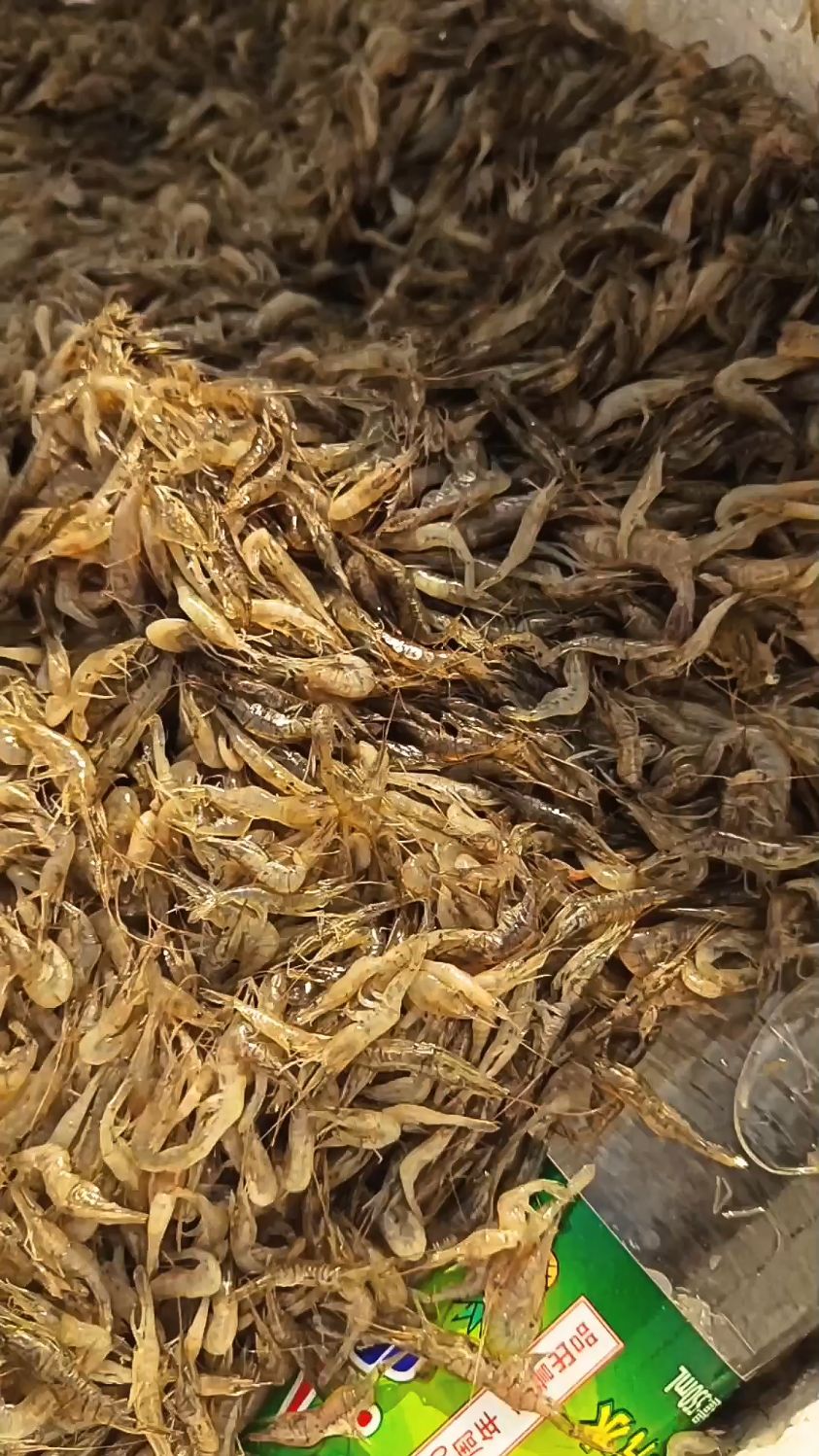 野生河虾清水煮着吃即可