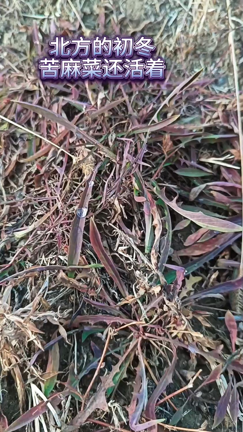 没想到,初冬,苦麻菜是可以吃的