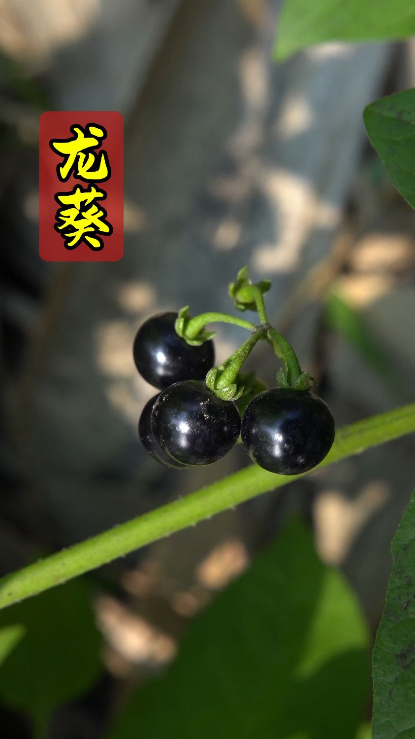 农村常见的龙葵,你知道它的好处吗?评论区说说