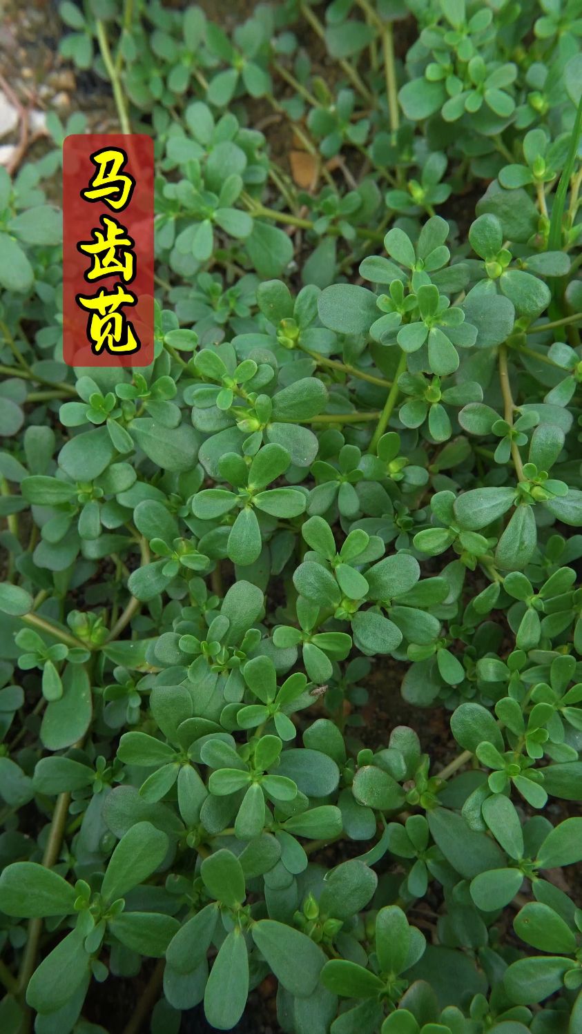家乡若见此草,请珍惜!它可是五行宝藏马齿苋