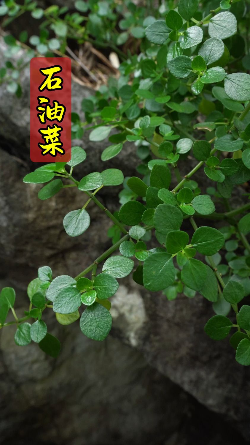 这种植物叶片，像打过蜡一样油亮，它就是今天的主角——石油菜