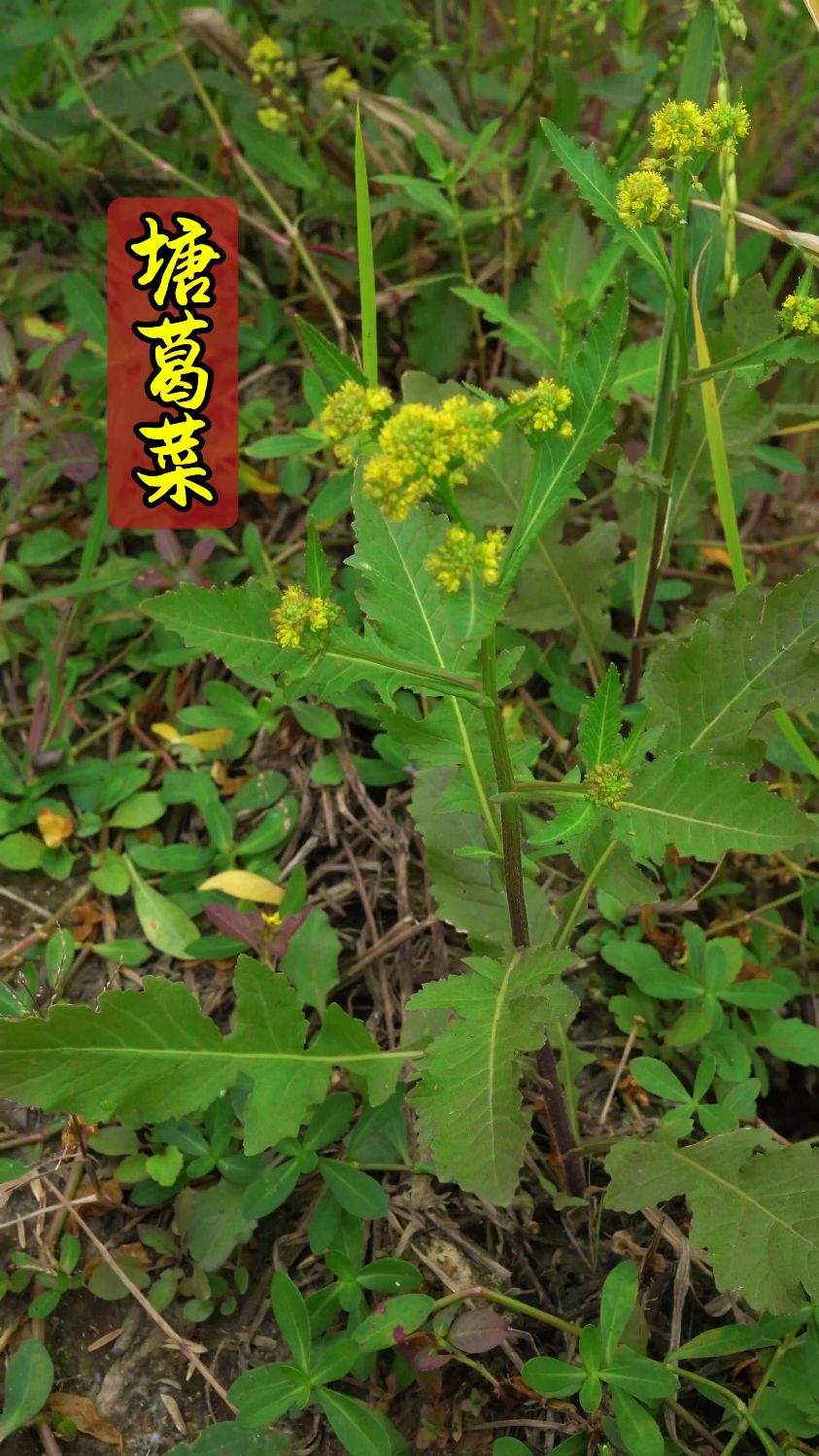一碗经典老火汤，离不开这株草：塘葛菜的鲜美与妙用