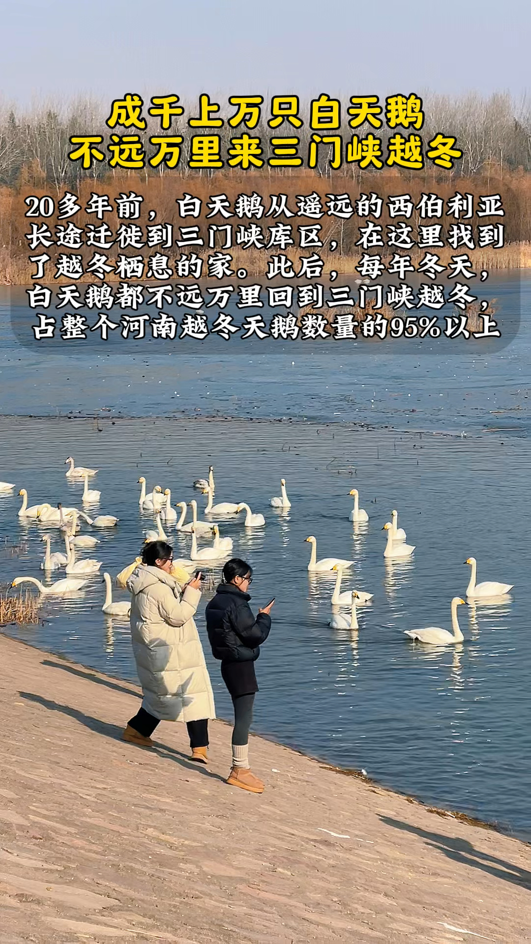 临颍小伙云游四海:成千上万只白天鹅,从西伯利亚来三门峡过冬