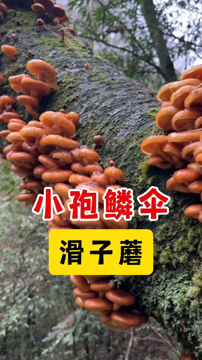 小孢鳞伞,俗称滑子蘑,野生的主要见于西南地区