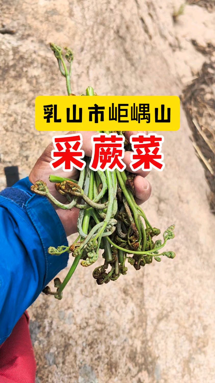 乳山市岠嵎山采蕨菜