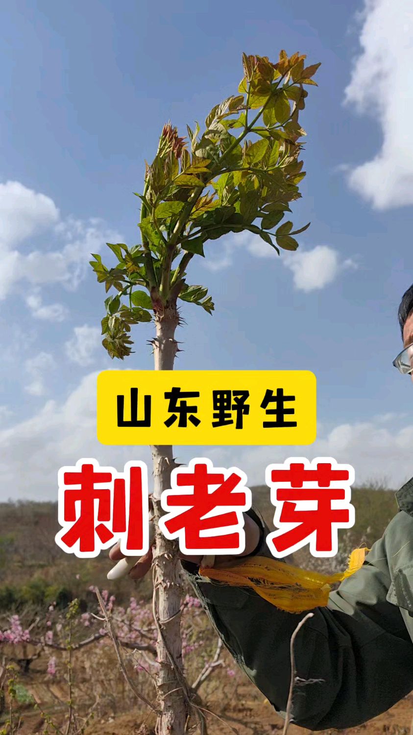 山东也有野生刺老芽