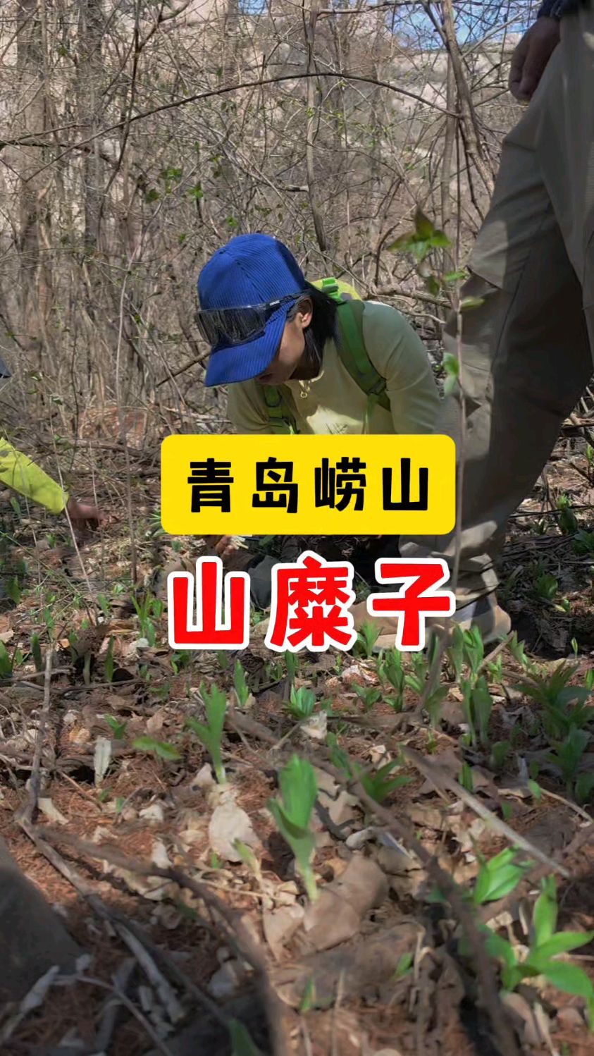 青岛崂山野菜——山糜子