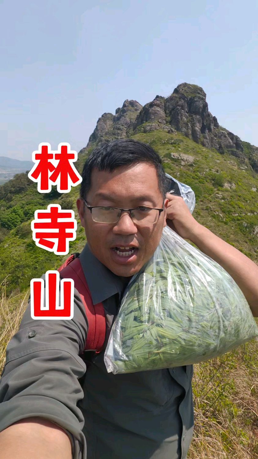 海阳市林寺山，掐野菜、槐花