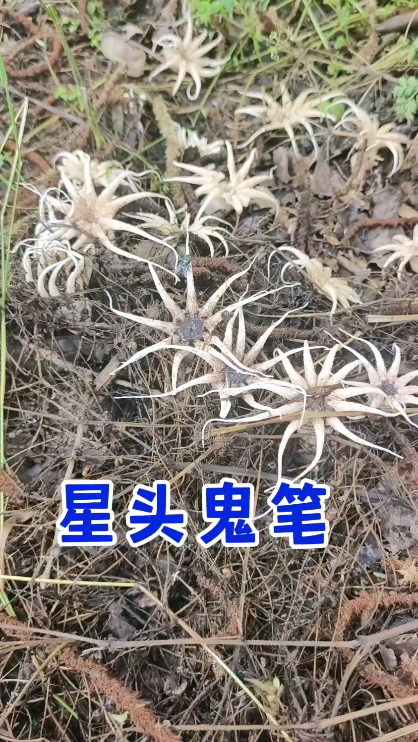 星头鬼笔,长的像章鱼的毒蘑菇