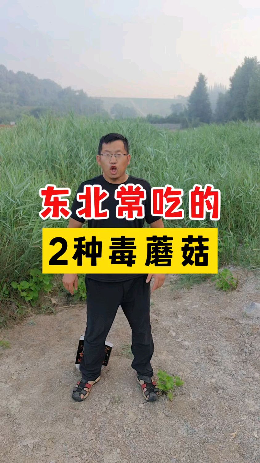 东北常吃的2种毒蘑菇