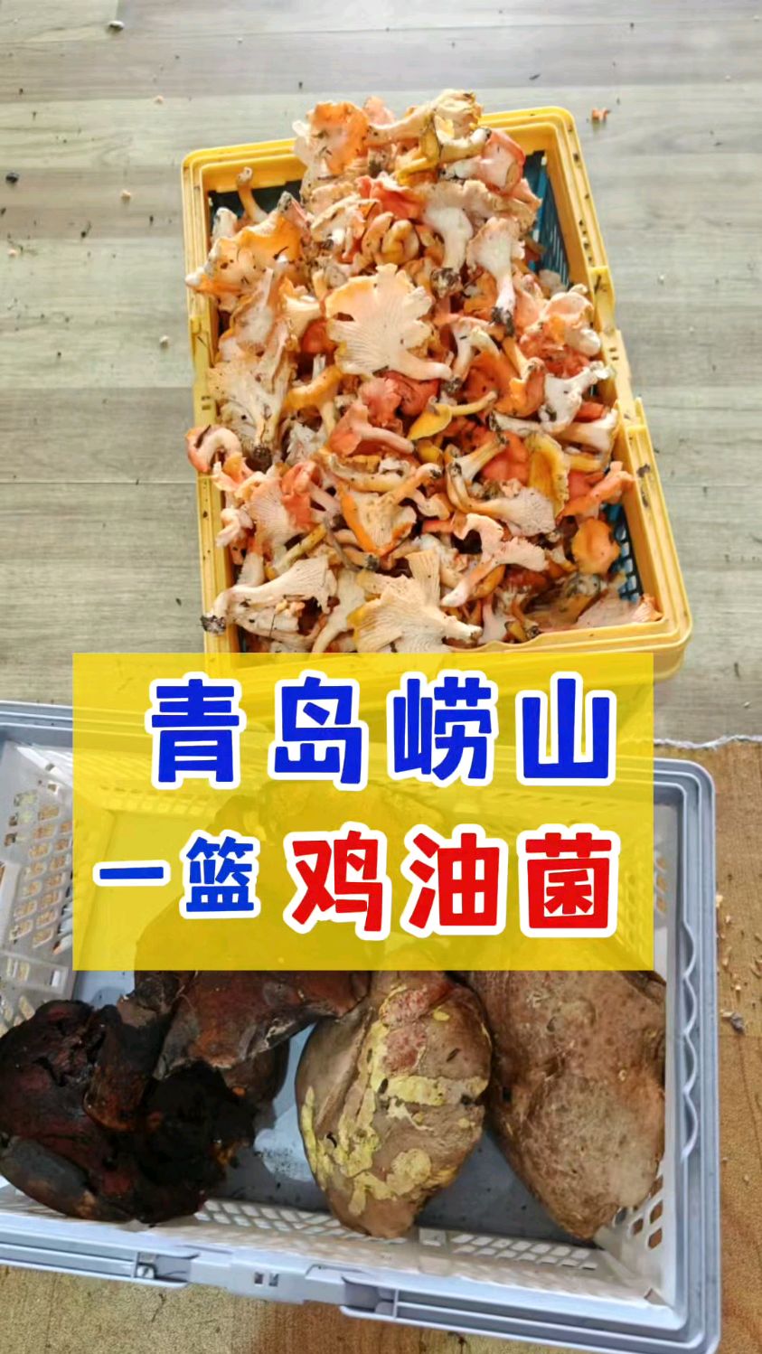 青岛崂山，采到5斤鸡油菌