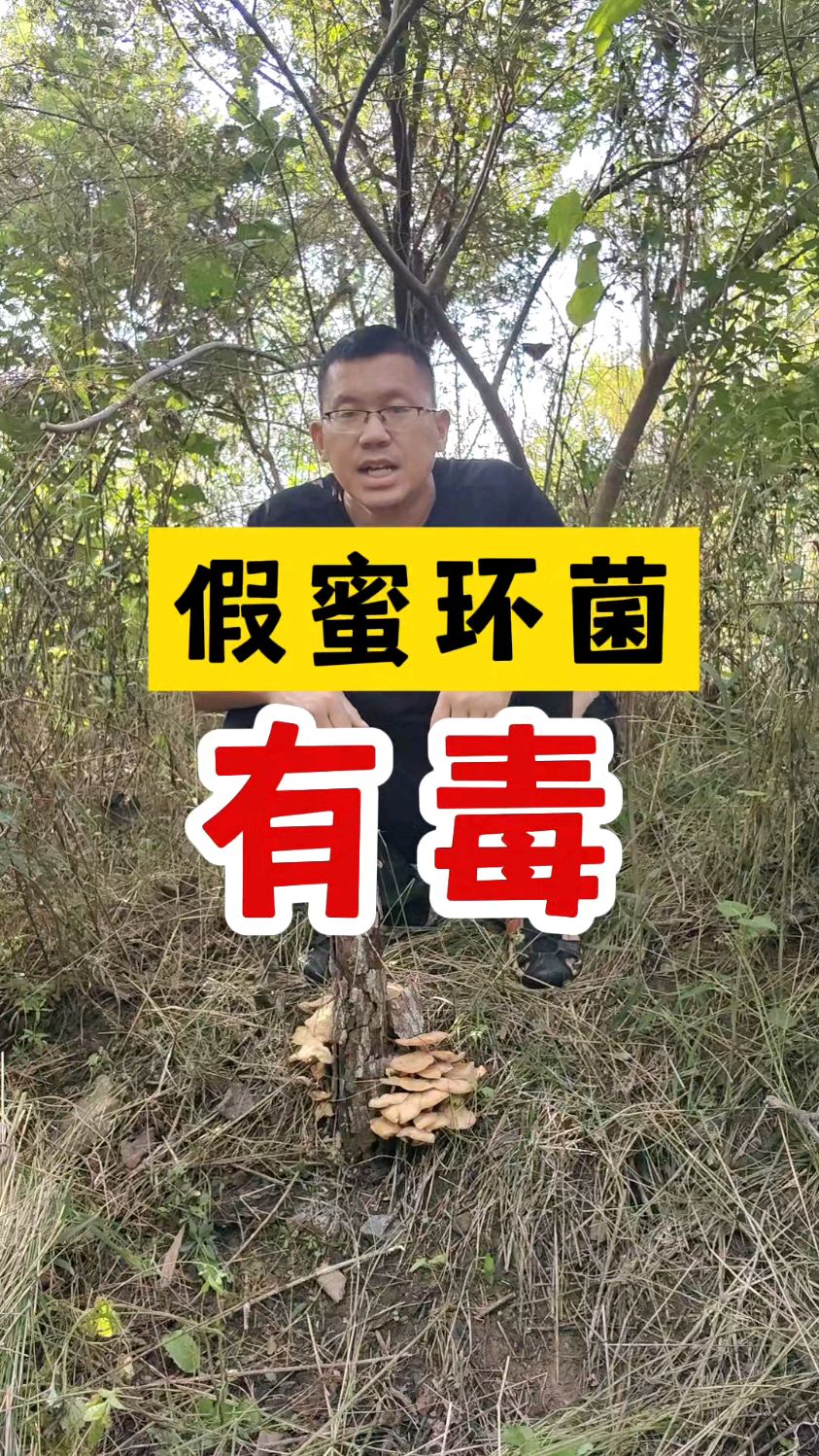 假蜜环菌,有毒!!