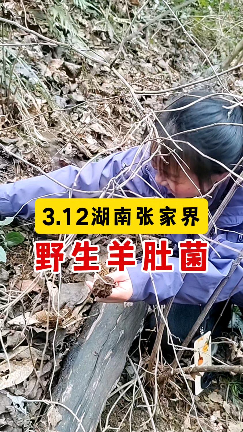 3.12湖南张家界，踩到5斤野生羊肚菌