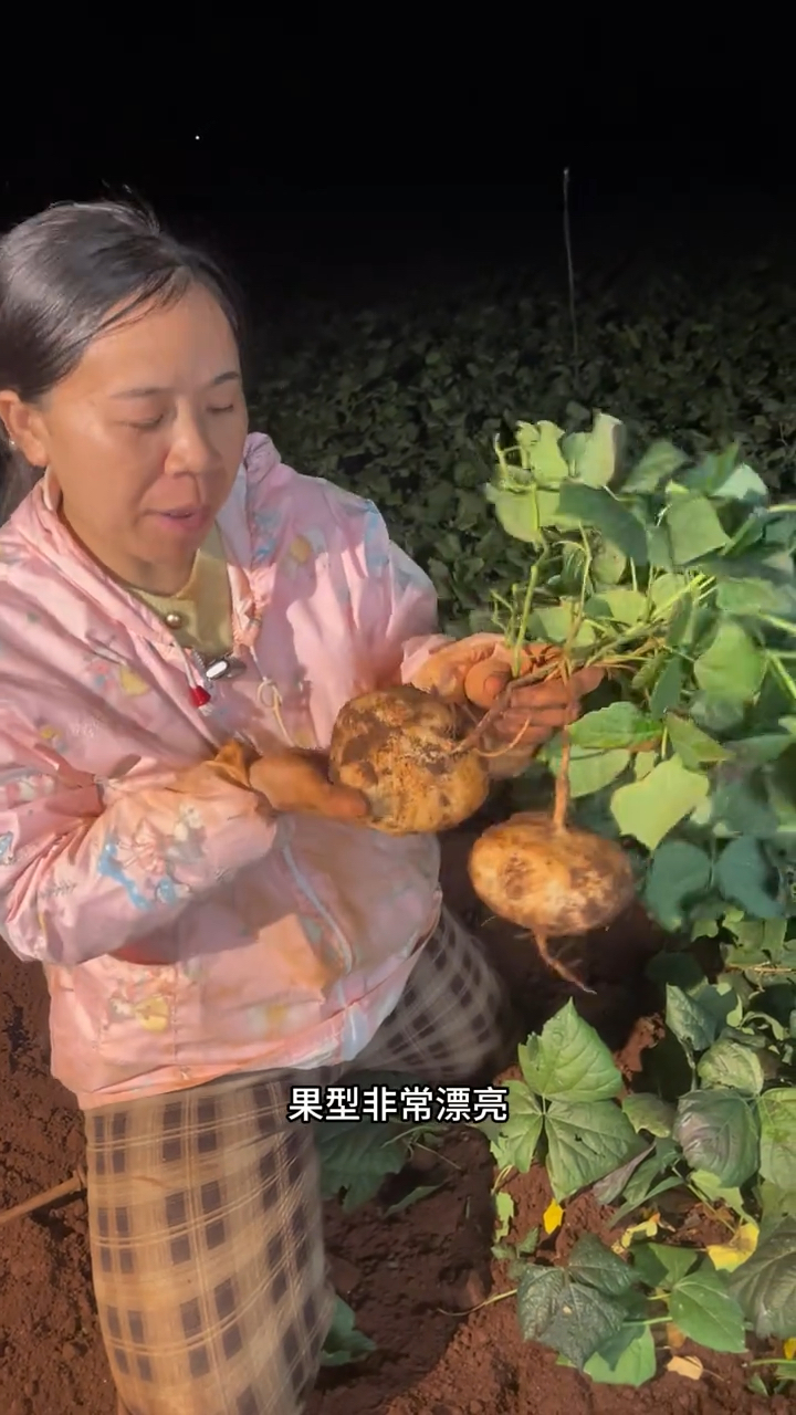 广西300亩地萝卜上市了,很多人以为是蔬菜,其实是一种地下水果