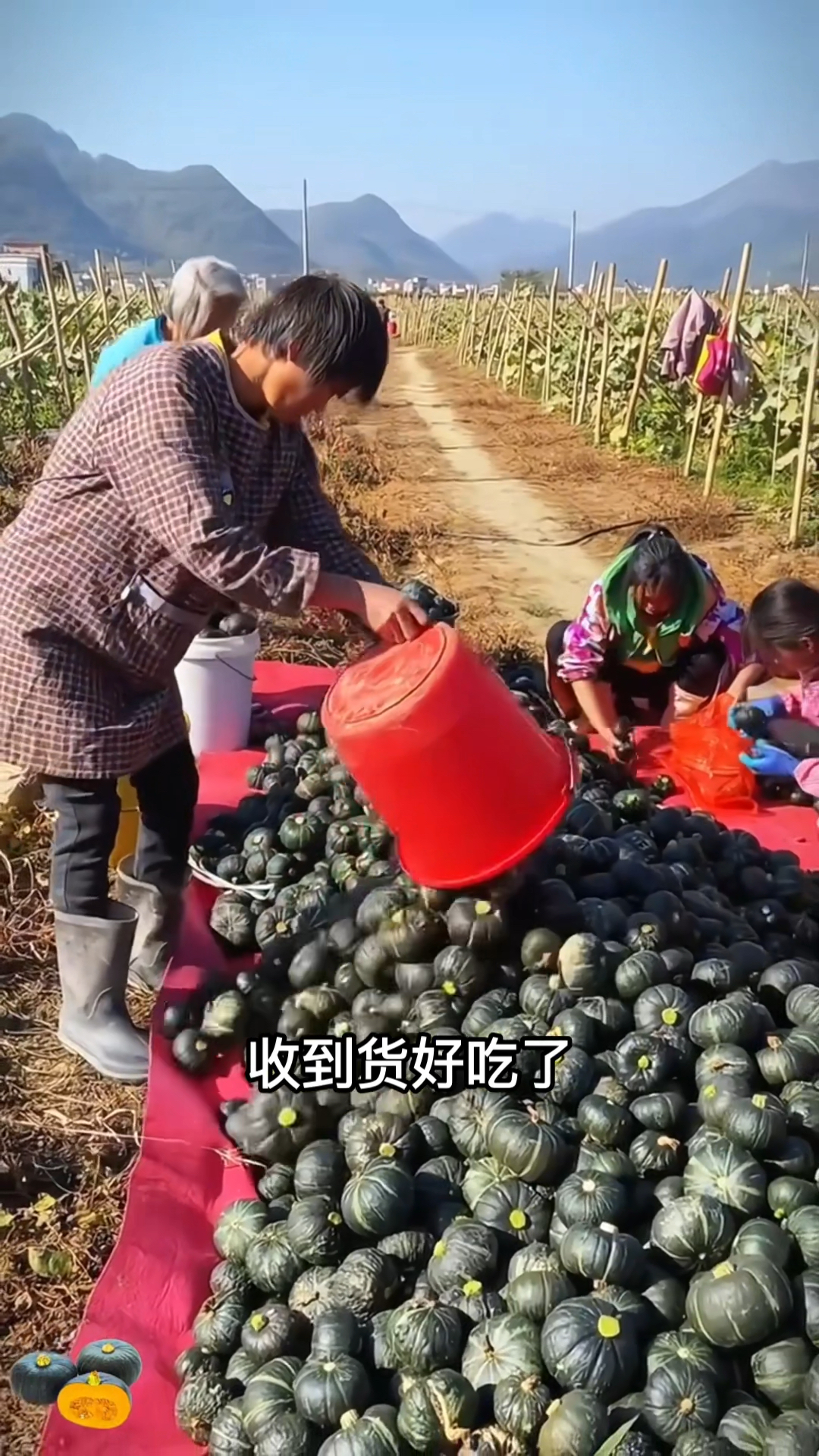 贝贝小南瓜熟了,洗干净直接上锅蒸20分钟,粉面香甜