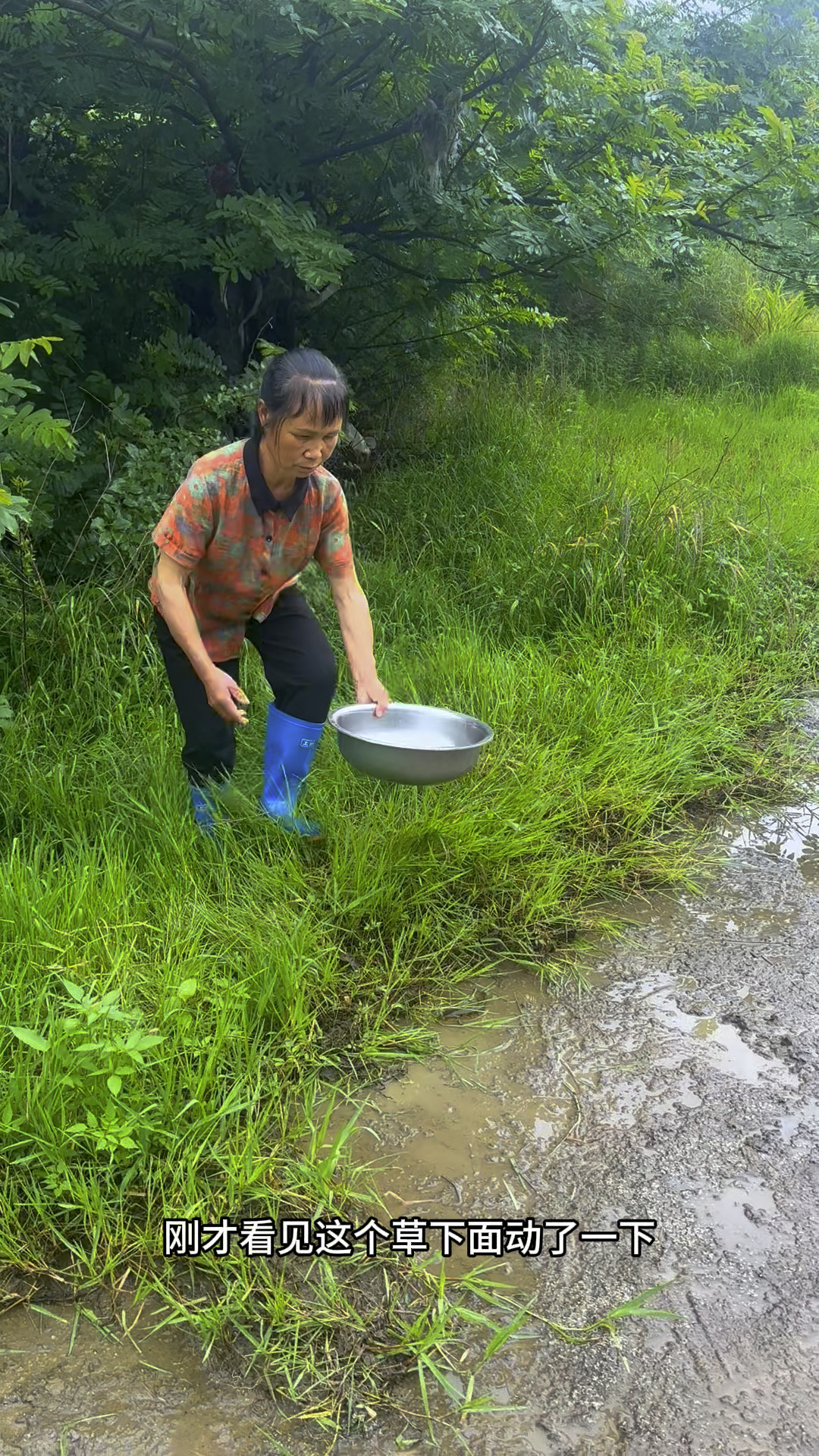 这个草下面发现一群鱼