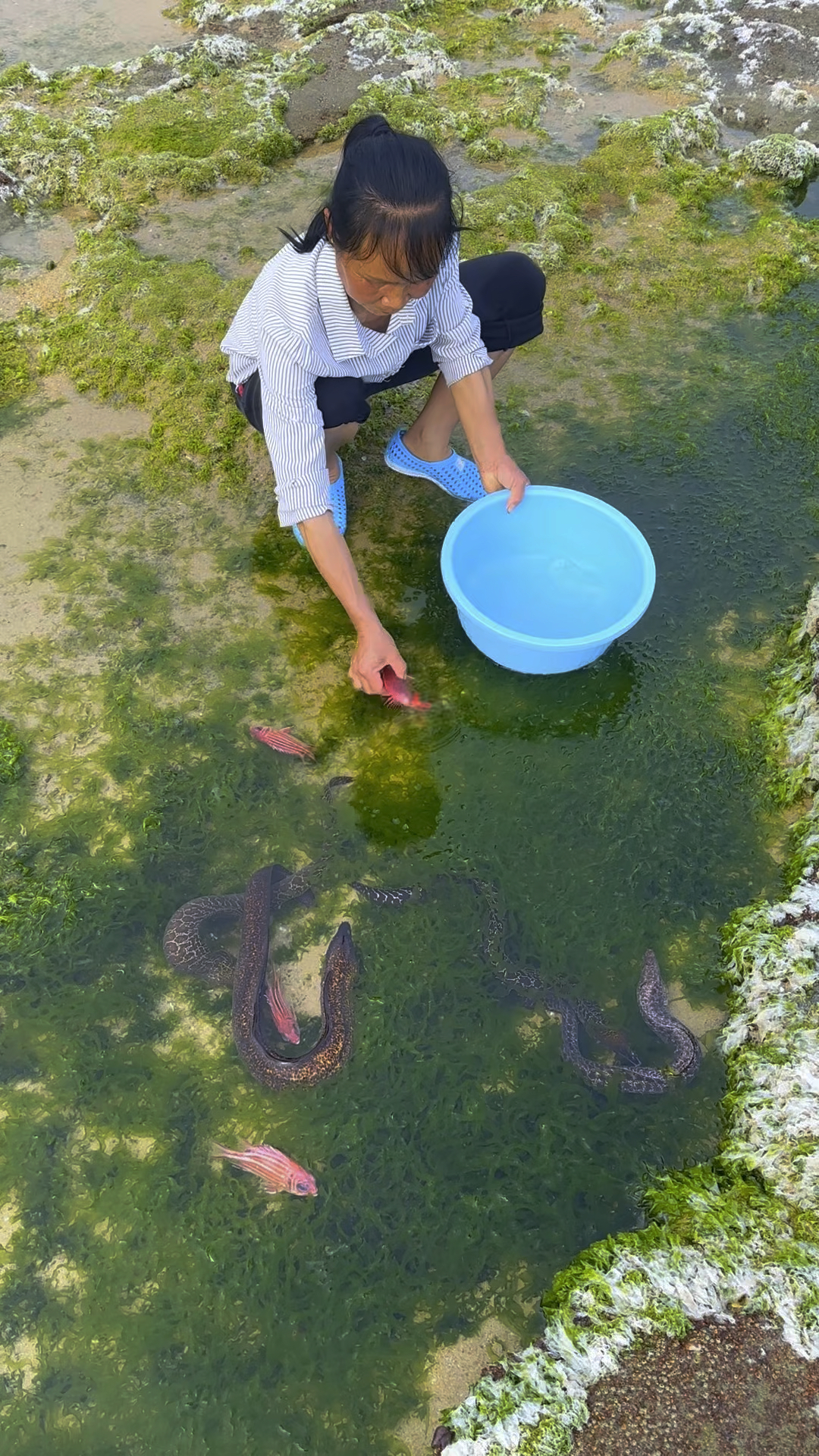 海边退潮了好多鱼呀