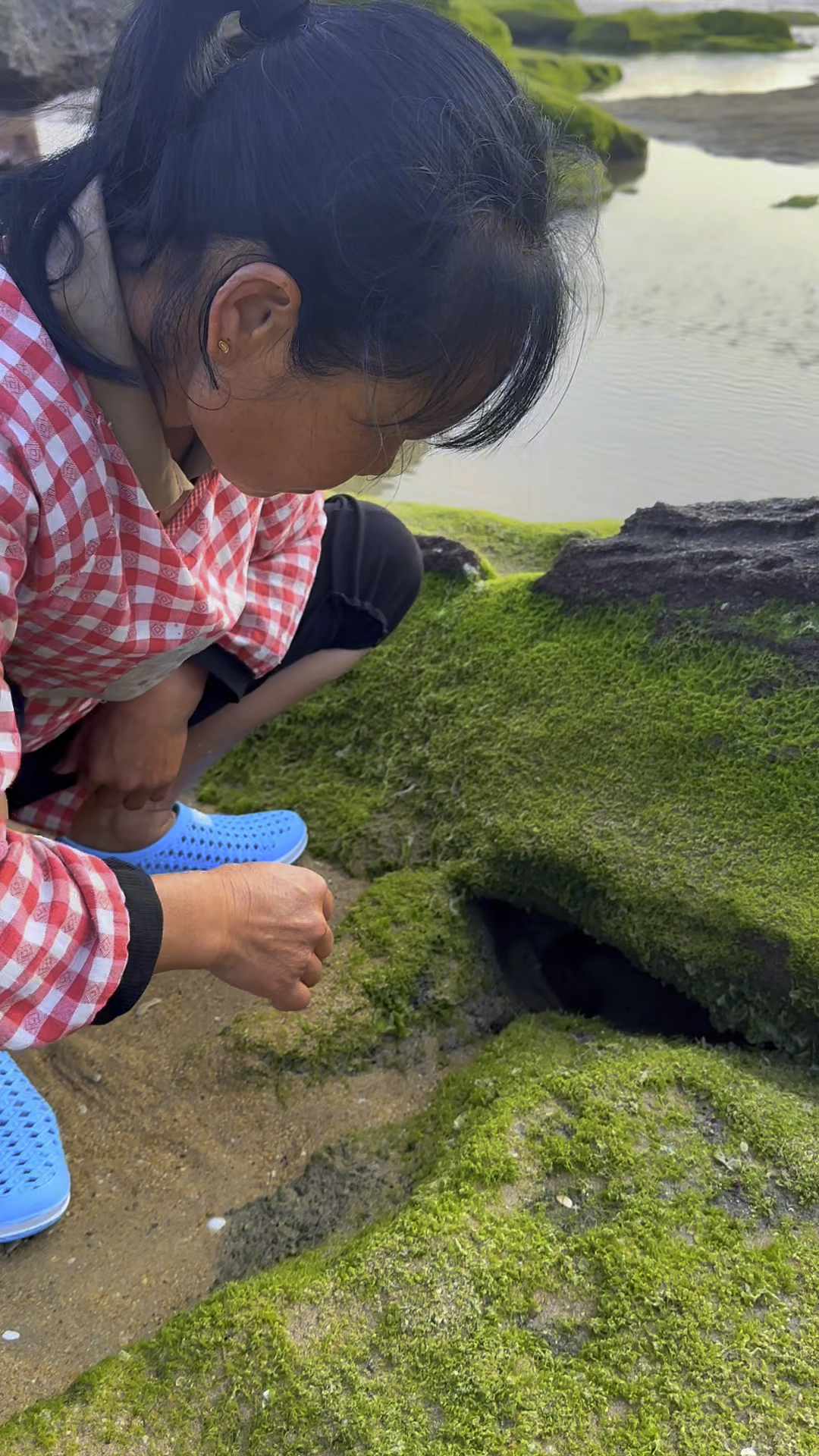 今天在海边抓到很多鳗鱼